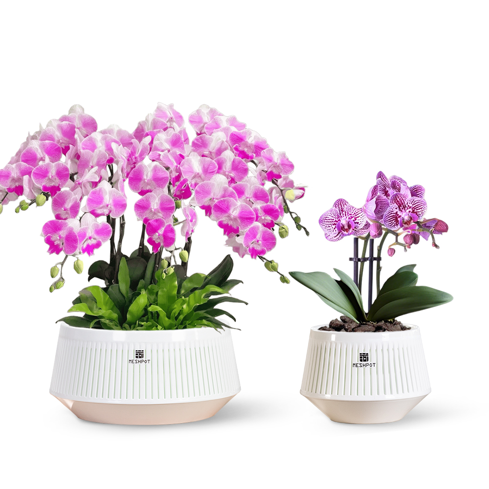 Meshpot Orchid Pot with Holes  - Aloe Vera Pot ulasan dan harga