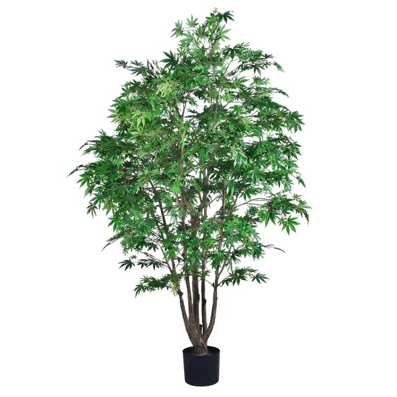 Trending Wholesale Green Maple - Dracaena Marginata ulasan dan harga
