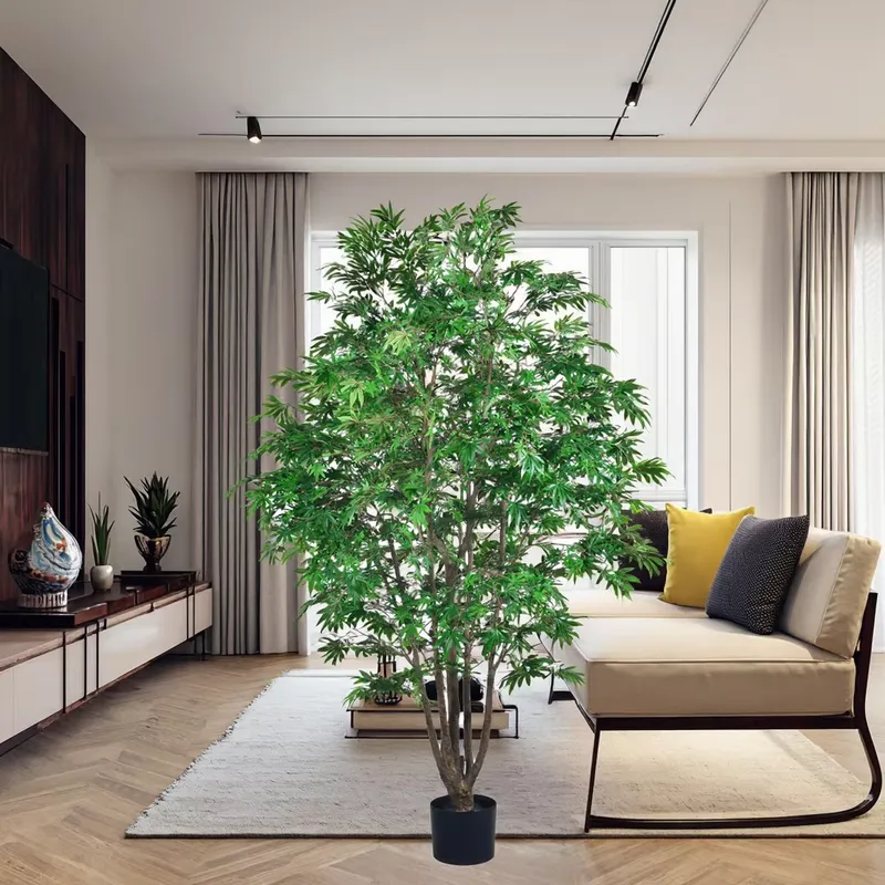 Trending Wholesale Green Maple - Dracaena Marginata ulasan dan harga