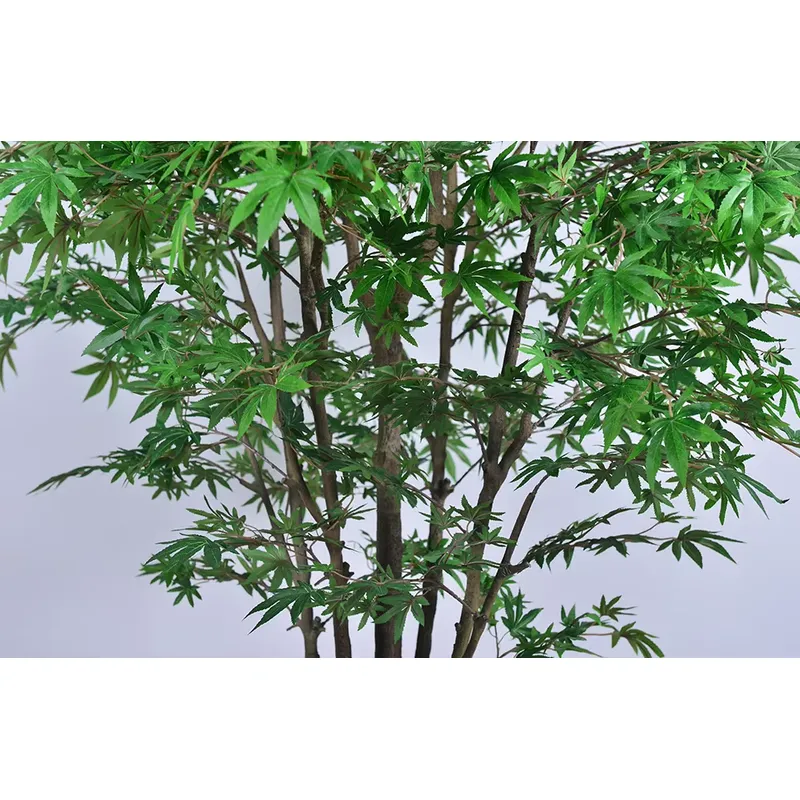 Trending Wholesale Green Maple - Dracaena Marginata ulasan dan harga