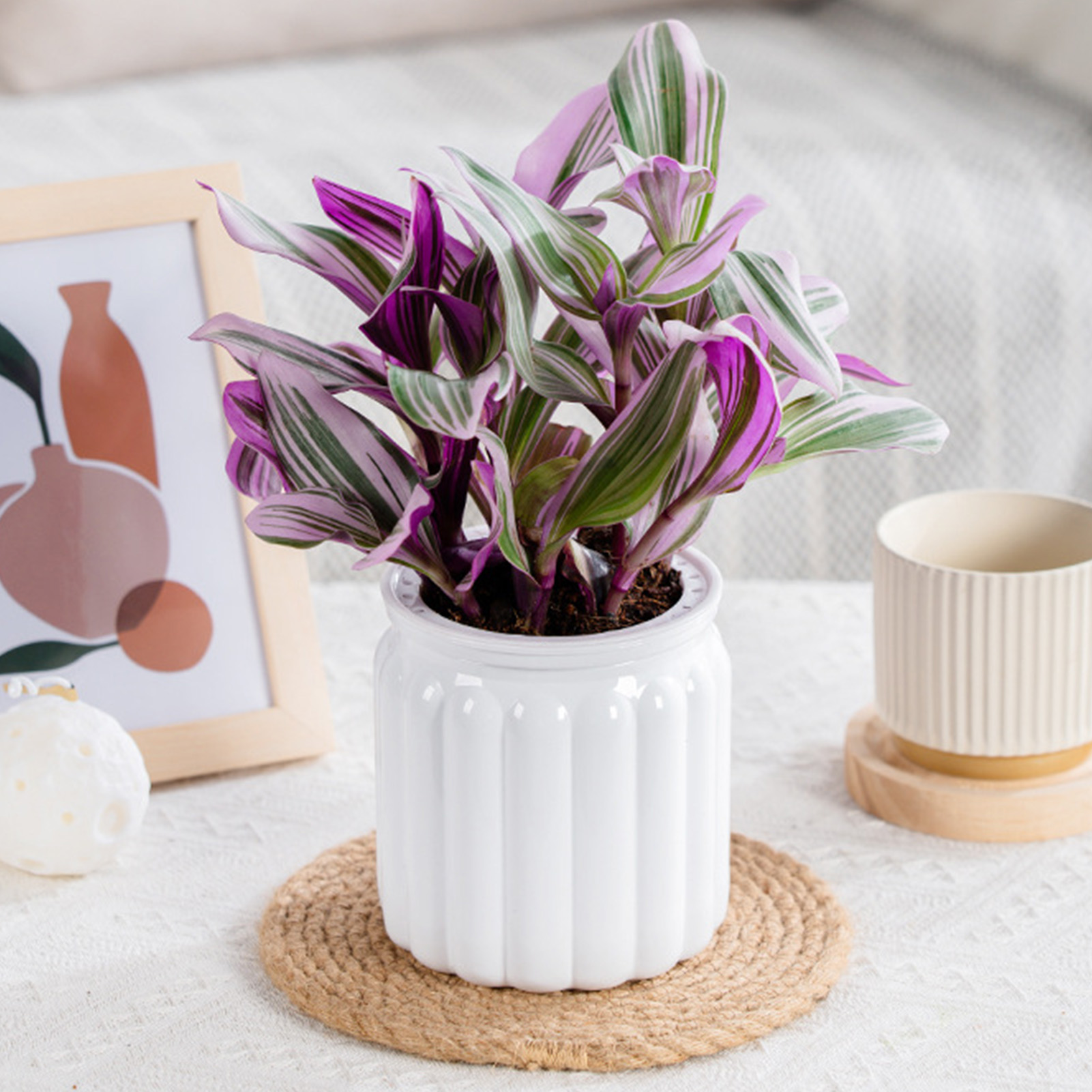 Lazy Hydroponic Flower Pot Aut - Aloe Vera Pot ulasan dan harga