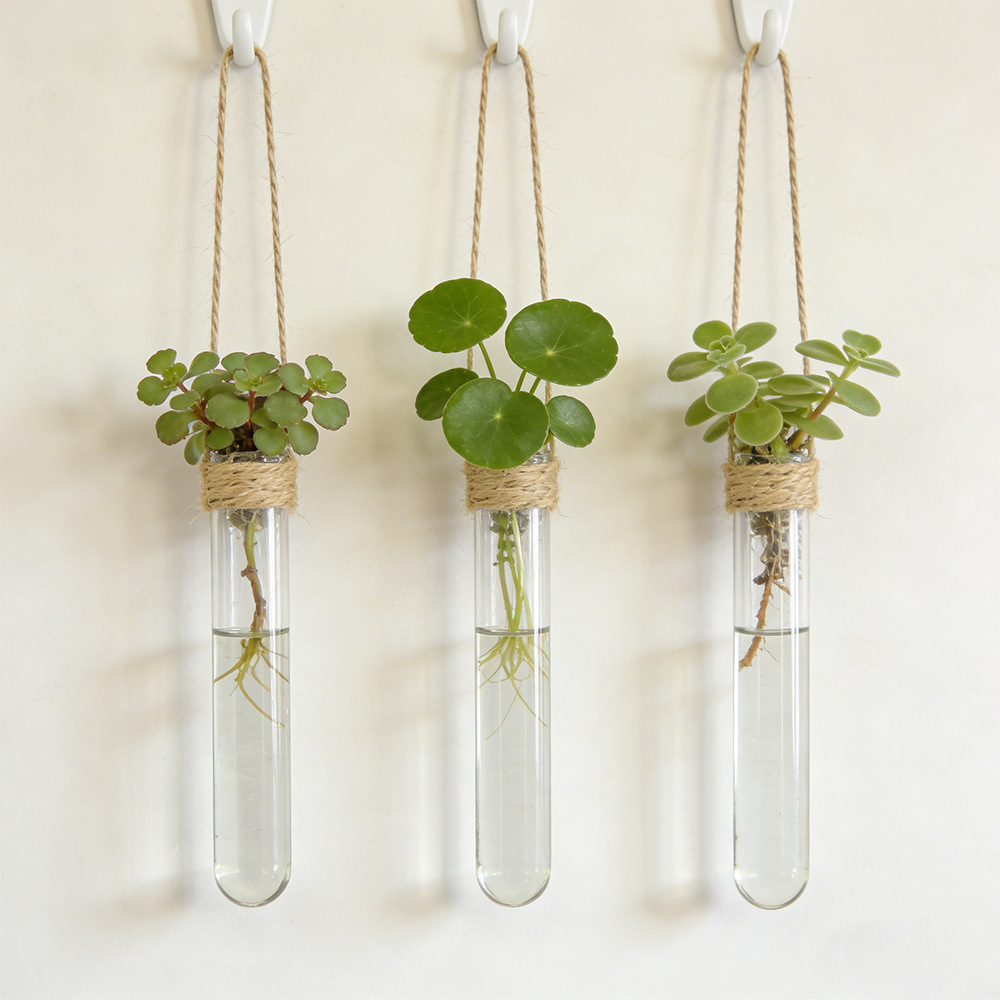 Hydroponic Flower Vase Wall-Mo - Aloe Vera Pot ulasan dan harga
