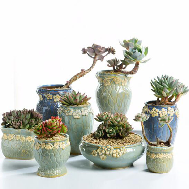 Succulent Plants Flowerpot Sma - Echeveria Succulent ulasan dan harga