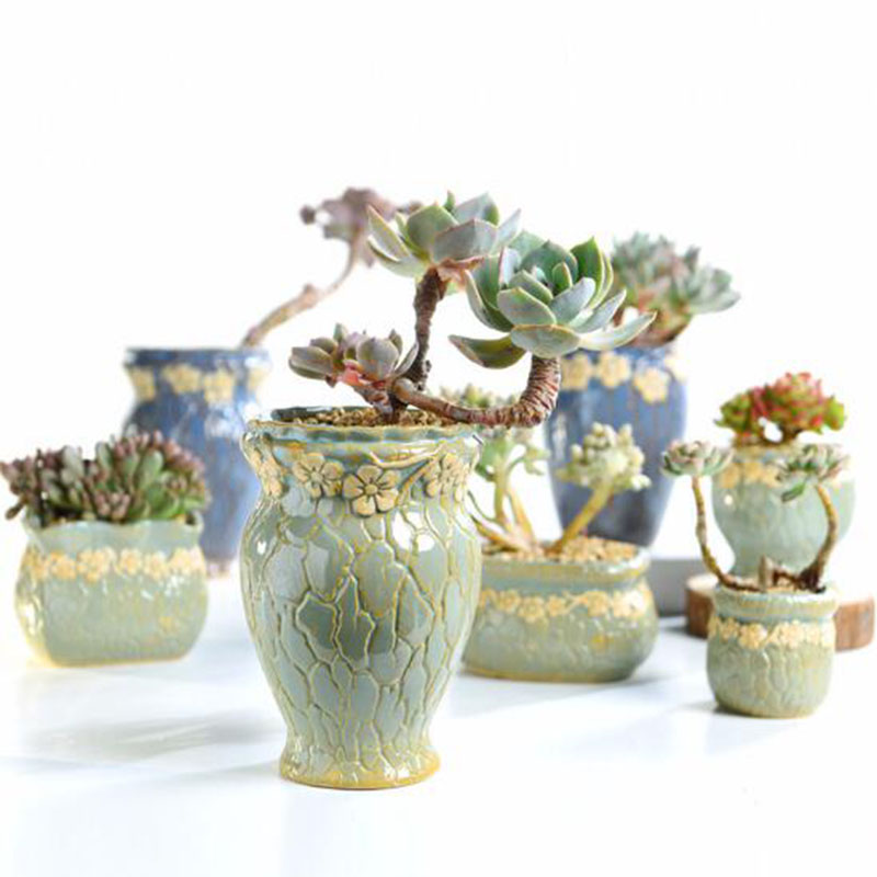 Succulent Plants Flowerpot Sma - Echeveria Succulent ulasan dan harga