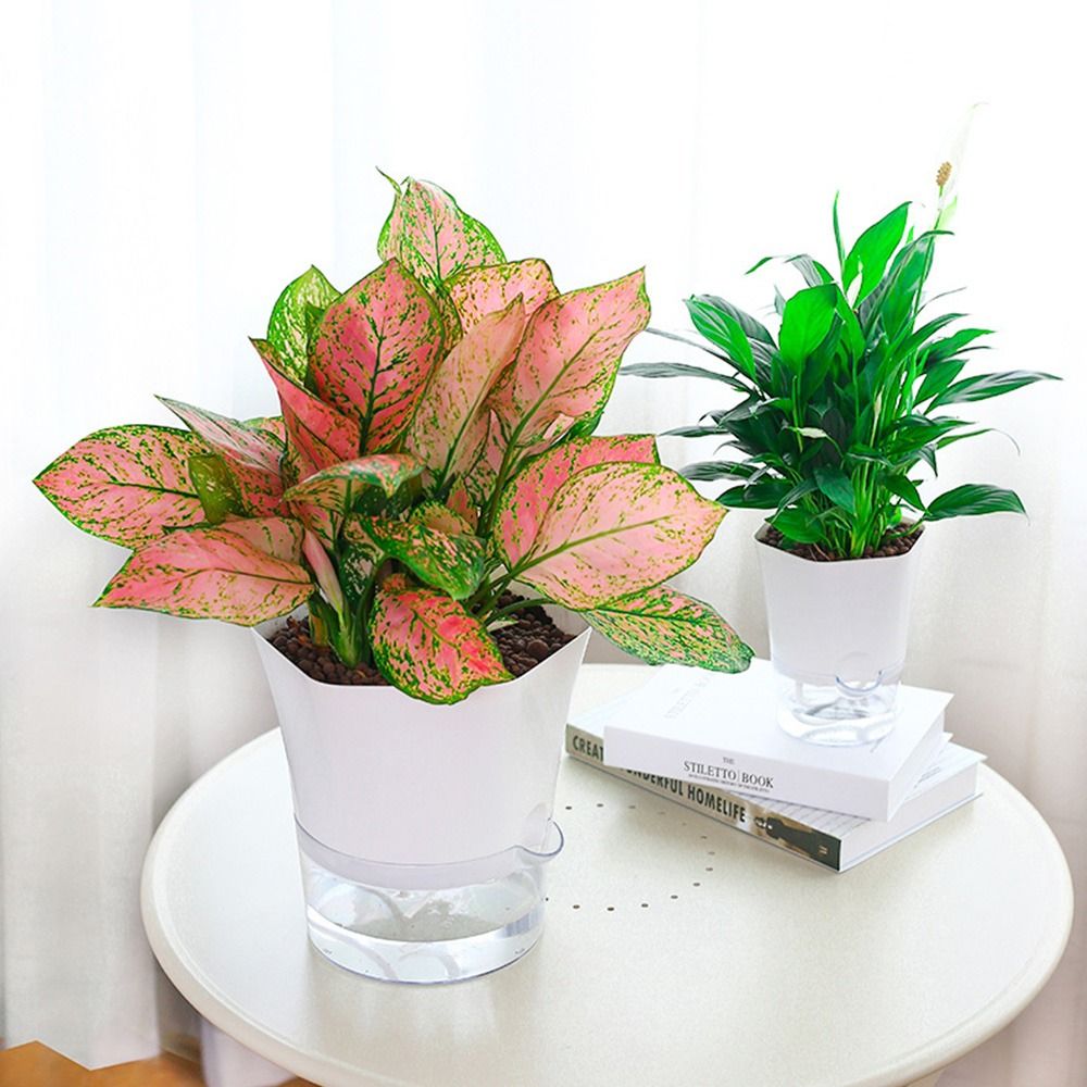 Transparent Double Layer Plast - Aloe Vera Pot ulasan dan harga