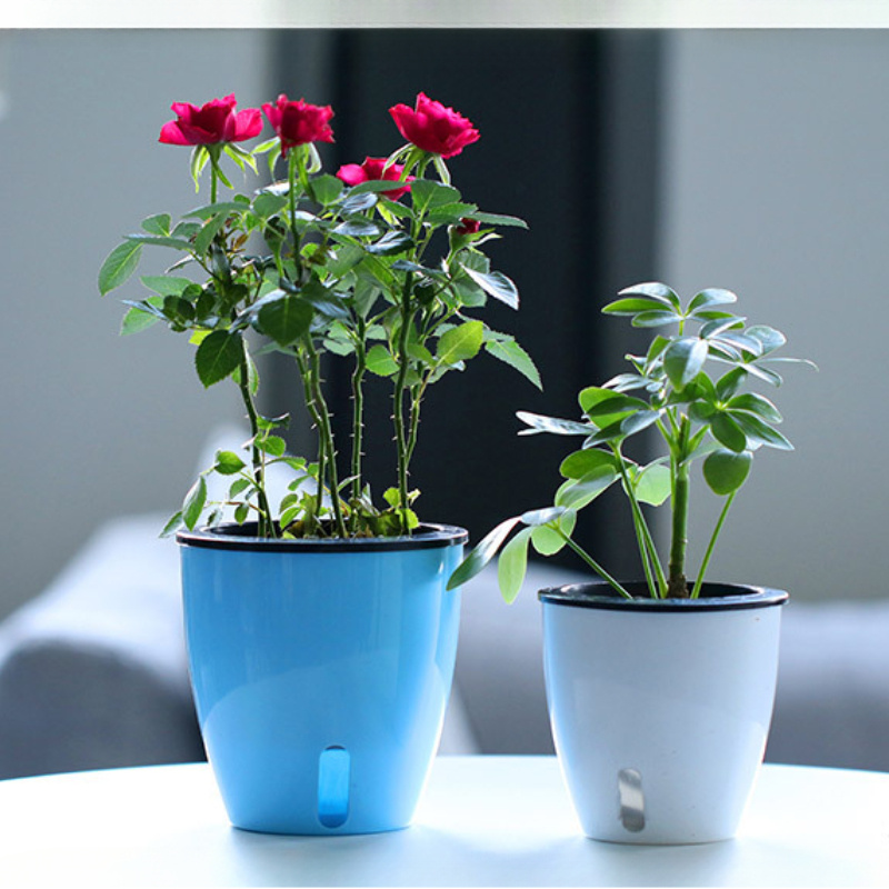Lazy Flower Pot Water Plant Fl - Aloe Vera Pot ulasan dan harga