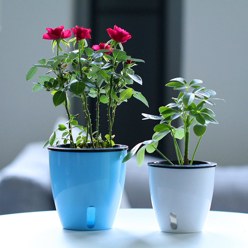 Lazy Flower Pot Water Plant Fl - Aloe Vera Pot ulasan dan harga